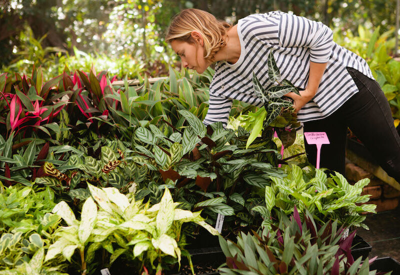 Indoor & Garden Plants | Green Magazine