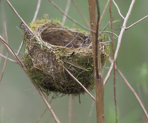Nest.-Photo-Ricardo-Simao.