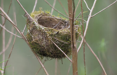 Nest.-Photo-Ricardo-Simao.