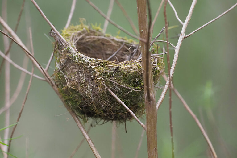 Nest.-Photo-Ricardo-Simao.